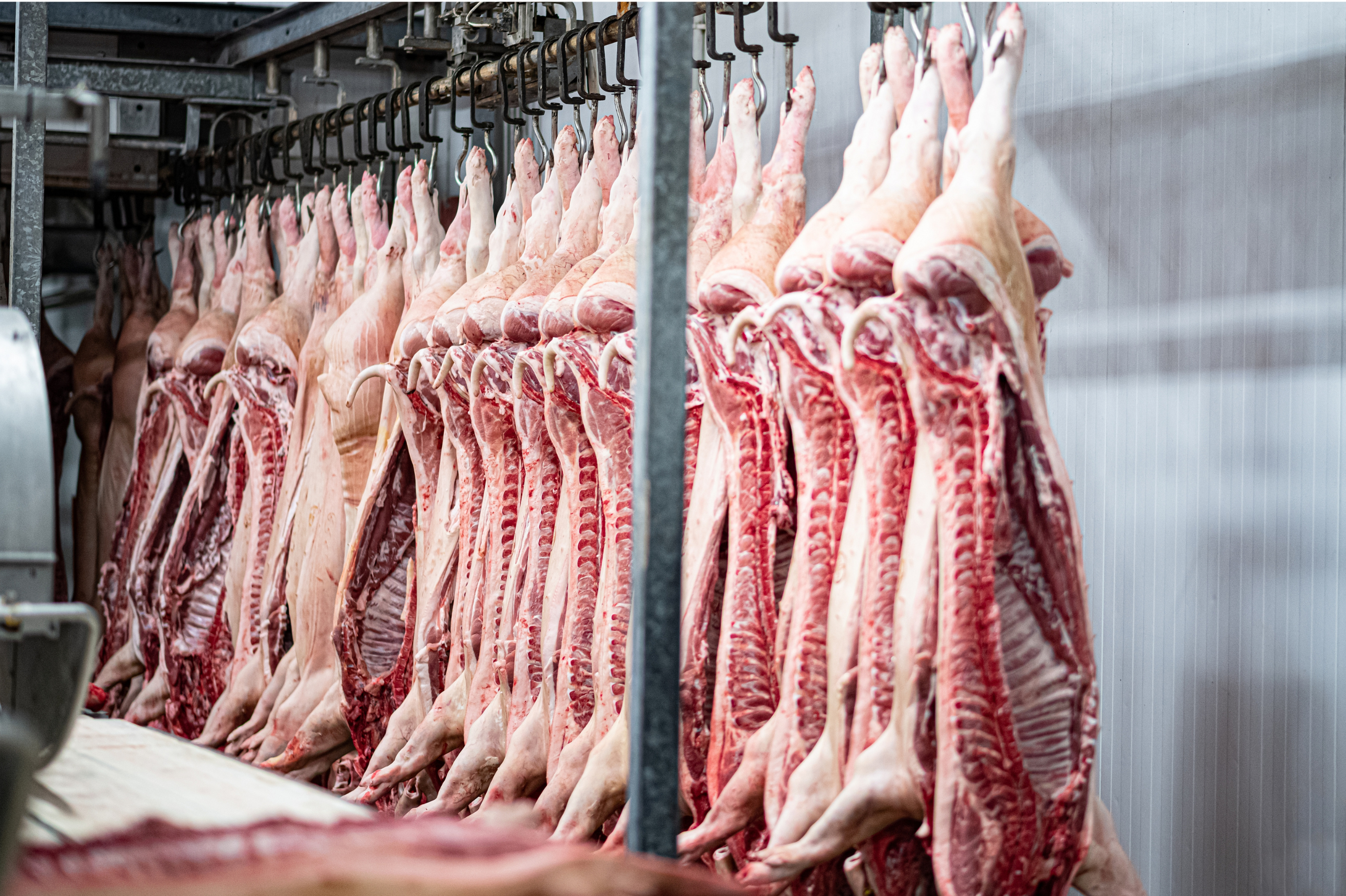 Pasillo frigorífico con canales de carne